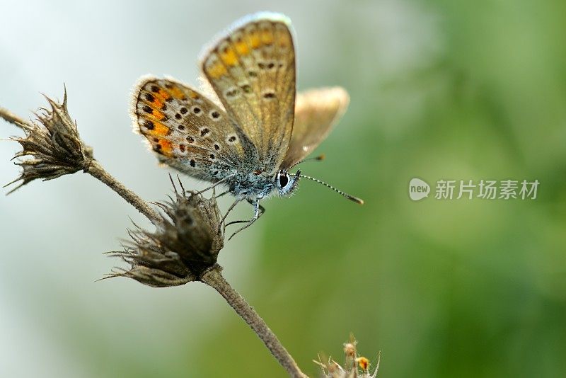 蝴蝶户外