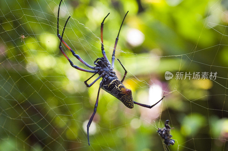 Orb蜘蛛特写镜头