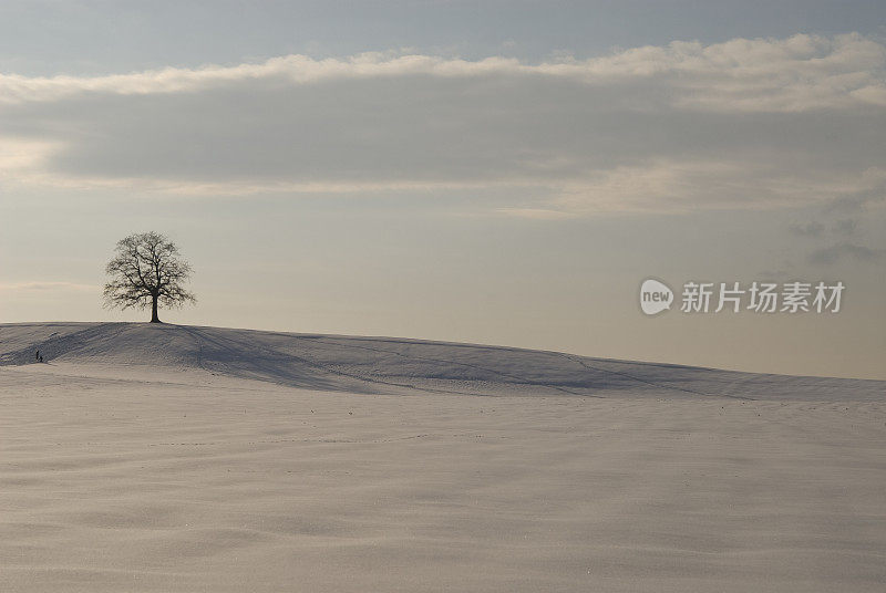 雪山上孤独的树