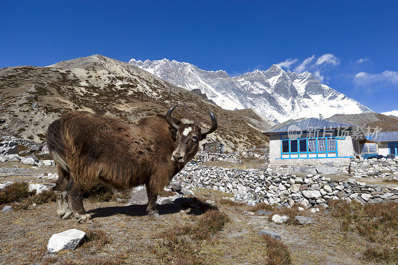 牦牛和Lhotse。珠峰电路。尼泊尔的动机