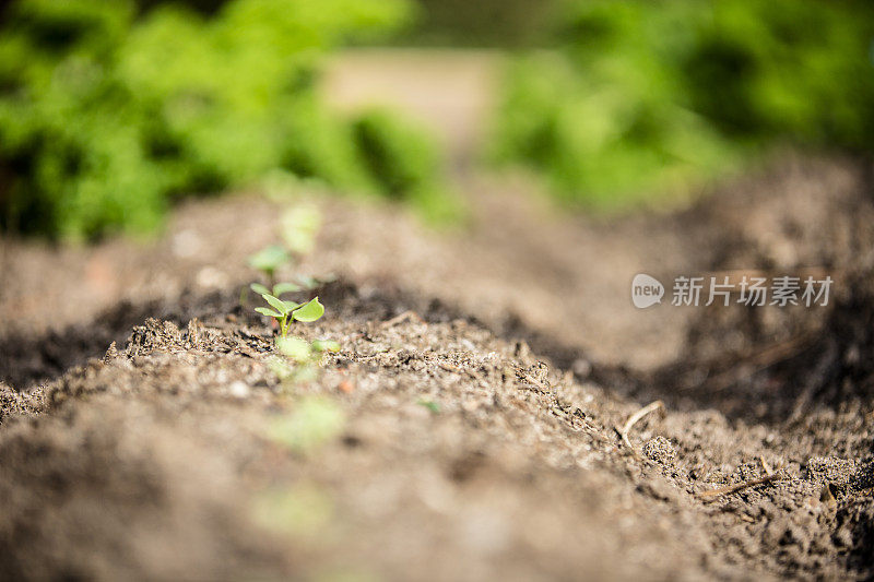 萝卜苗木在自家花园里生长。蔬菜。健康的生活。