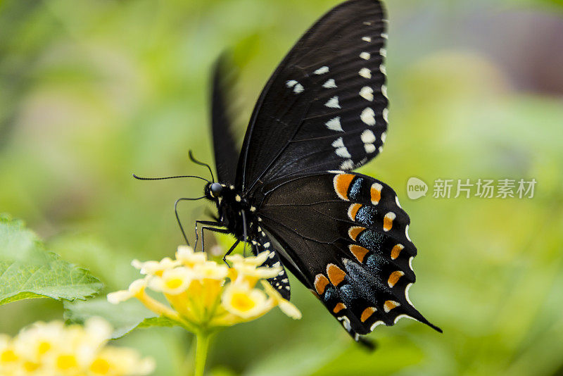 黄花上的香料灌木燕尾