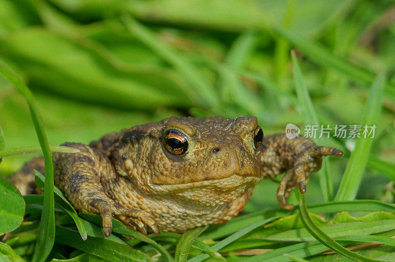 常见的蟾蜍