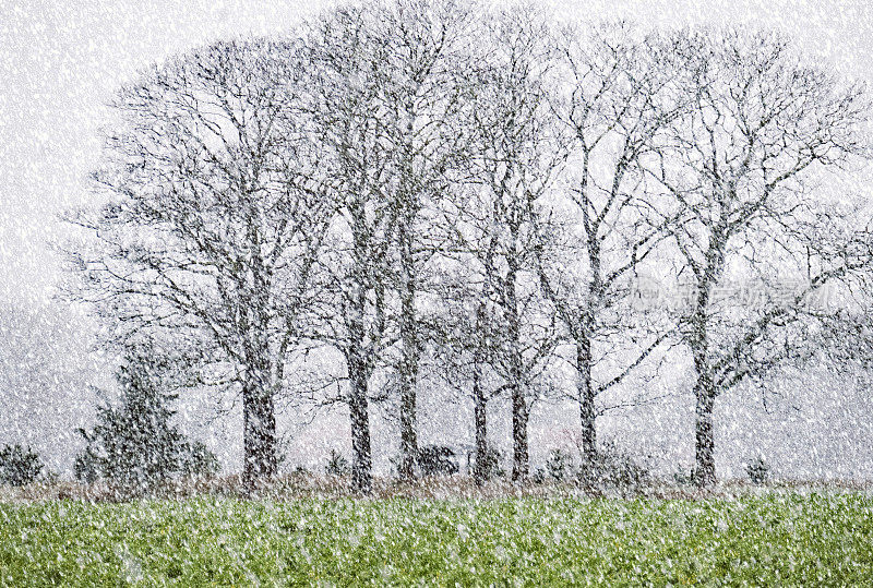 大雪