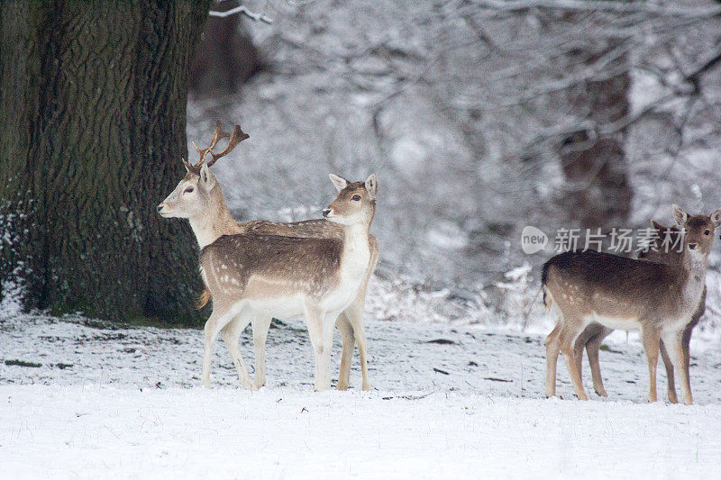 英国诺尔公园的休闲鹿
