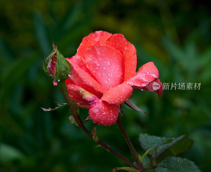 小雨打在上升