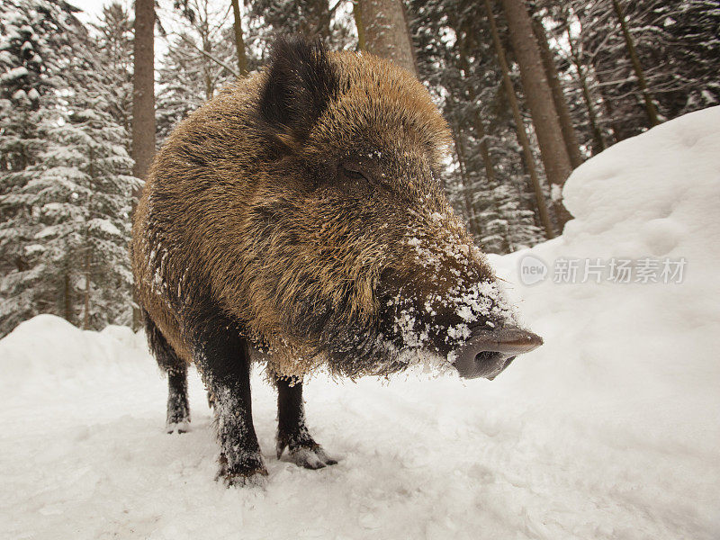 冬天有野猪