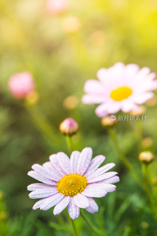 田野里的洋甘菊花