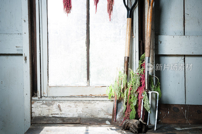 旧窗户，园艺工具，苋菜花