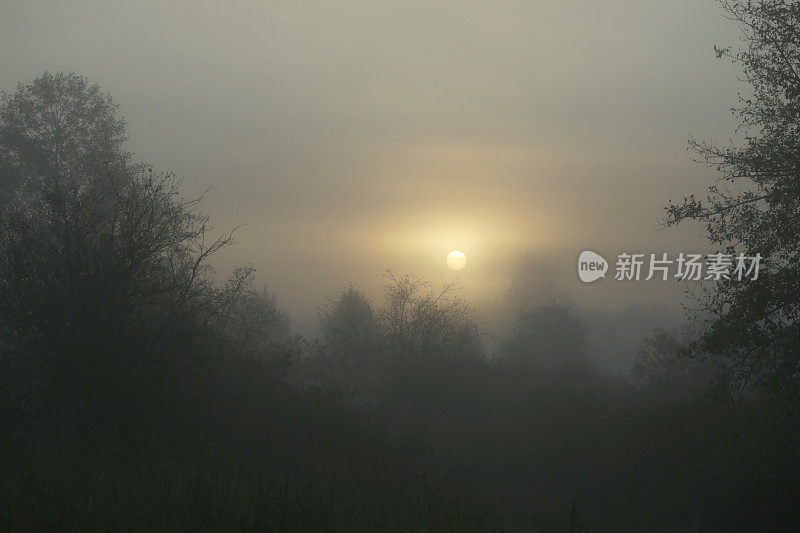 加拿大弗雷泽河谷洪水平原上的秋雾