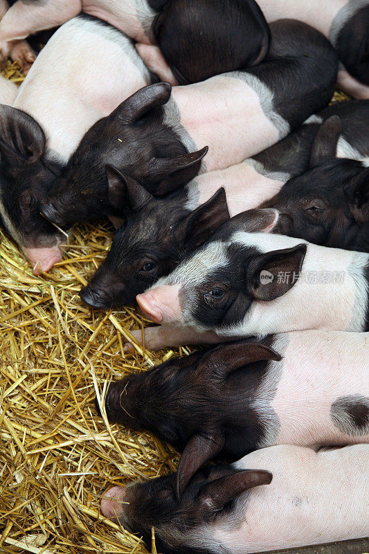 猪圈里一群可爱的小猪