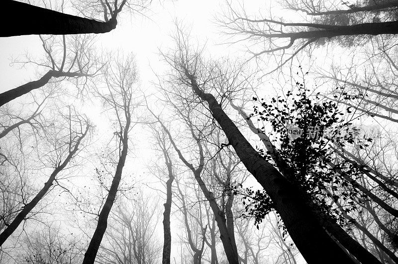 黑暗的冬季场景:光秃秃的树冠