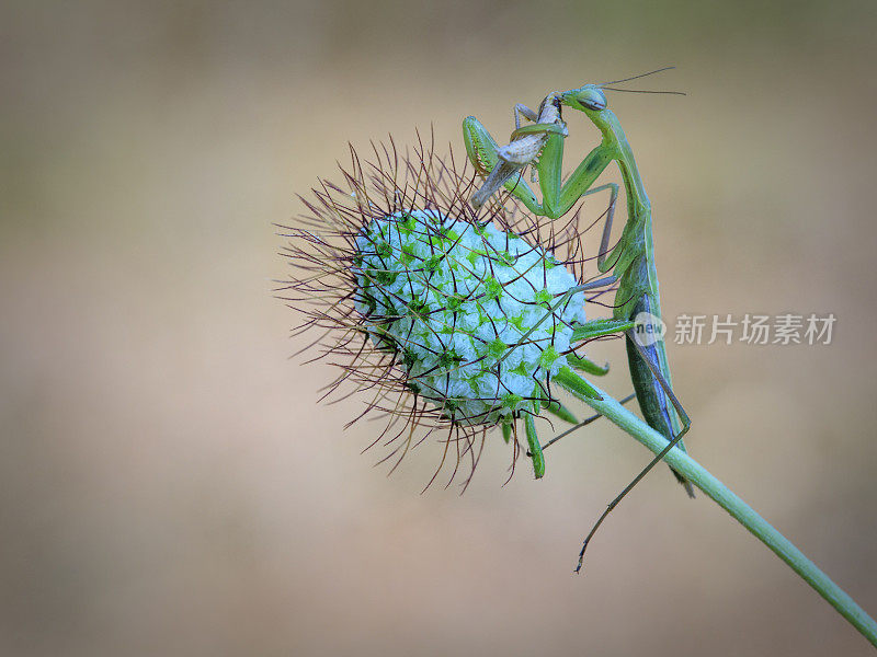 绿色的螳螂