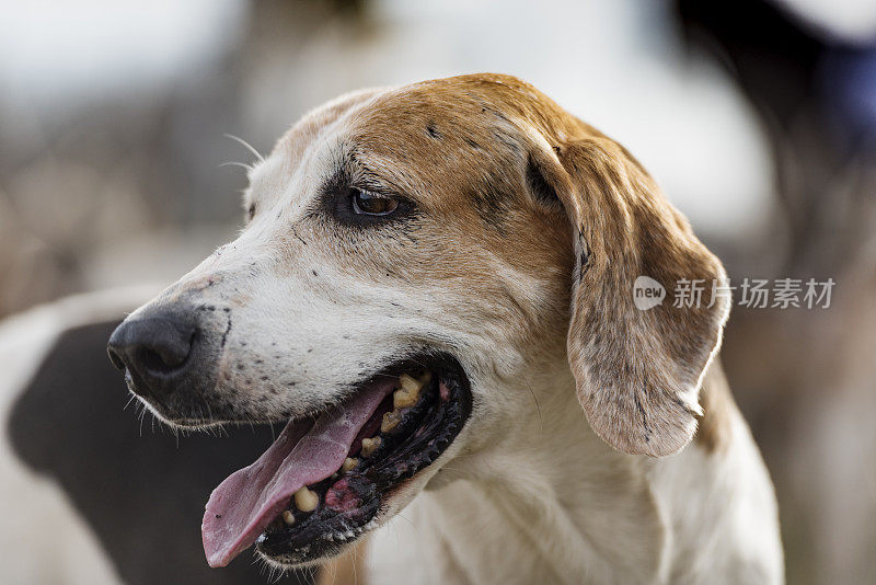 近距离肖像的喘息狐狸猎犬