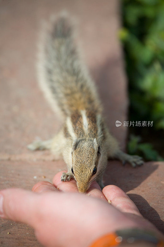 松鼠喂食