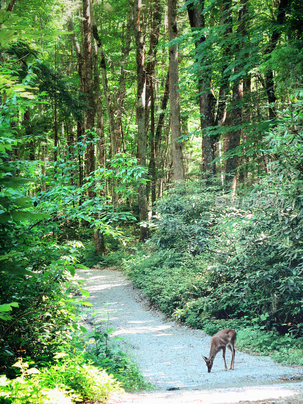 温柔的吃鹿，森林森林，烟山，田纳西州