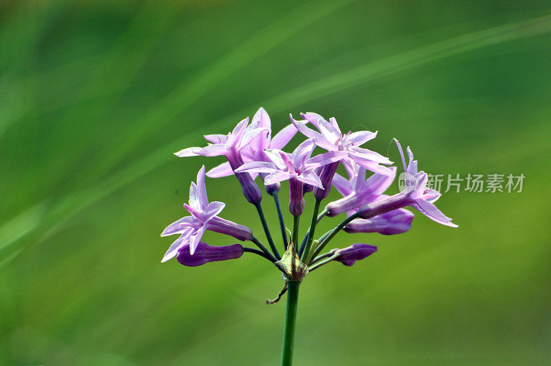 蓝色的爱情花花