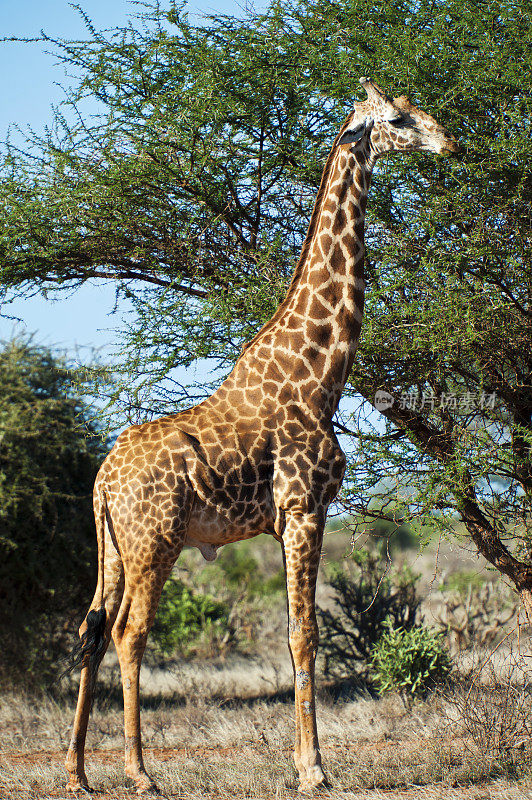 肯尼亚察沃东部的长颈鹿
