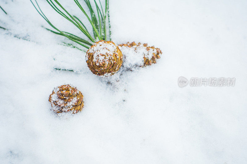 雪中的松果