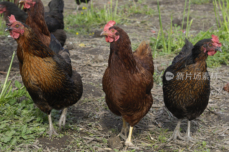 罗德岛红鸡在院子里游荡