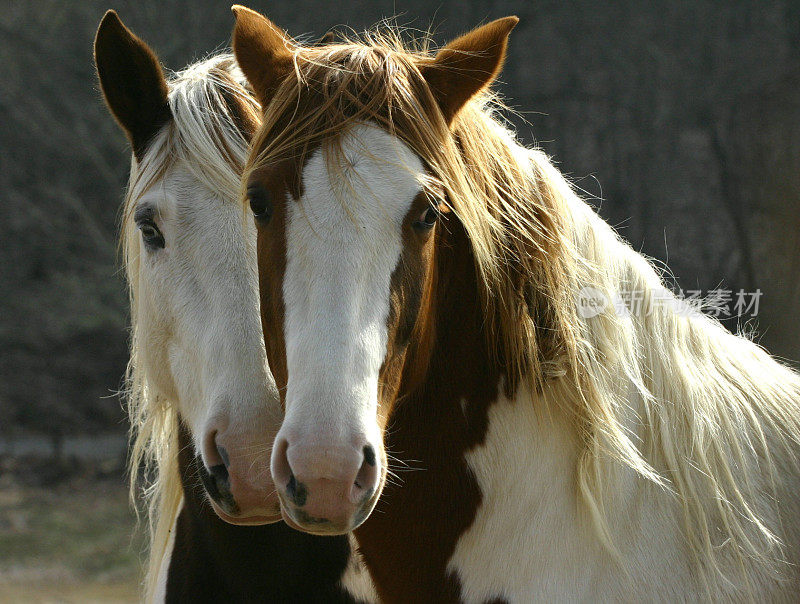 两匹马
