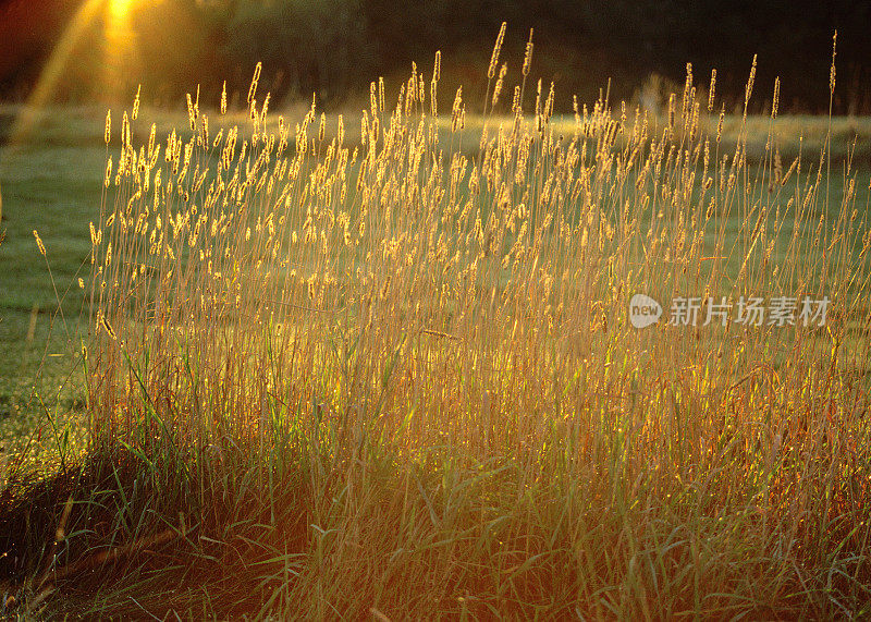 金色的草地