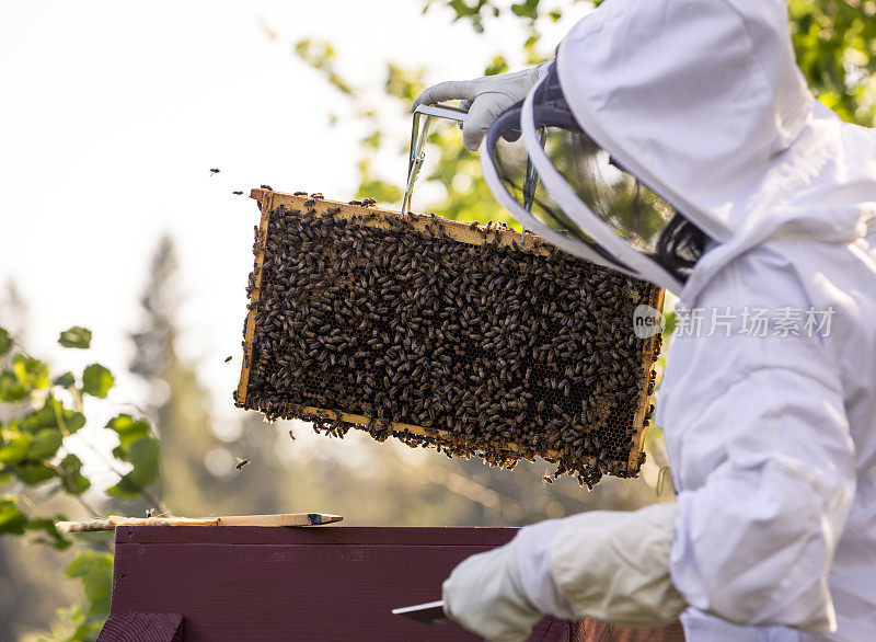 养蜂人照料蜂巢