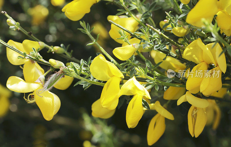 金雀花(金雀花)