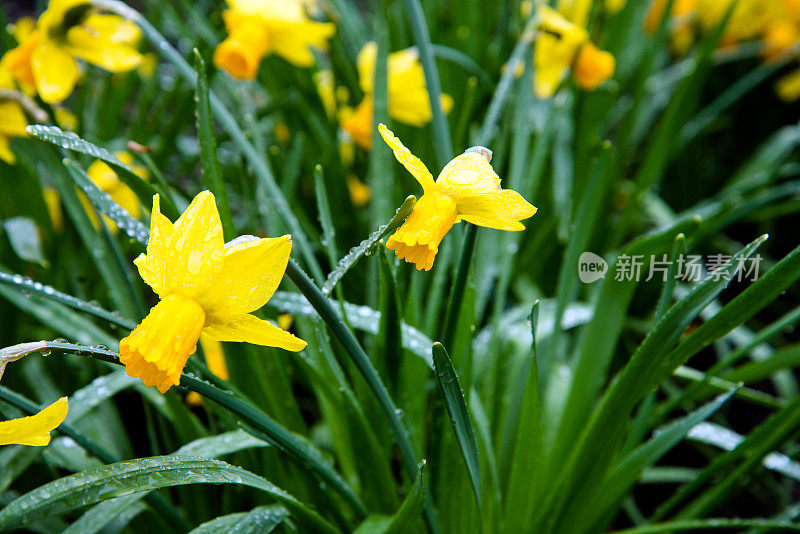 水仙花的雨滴