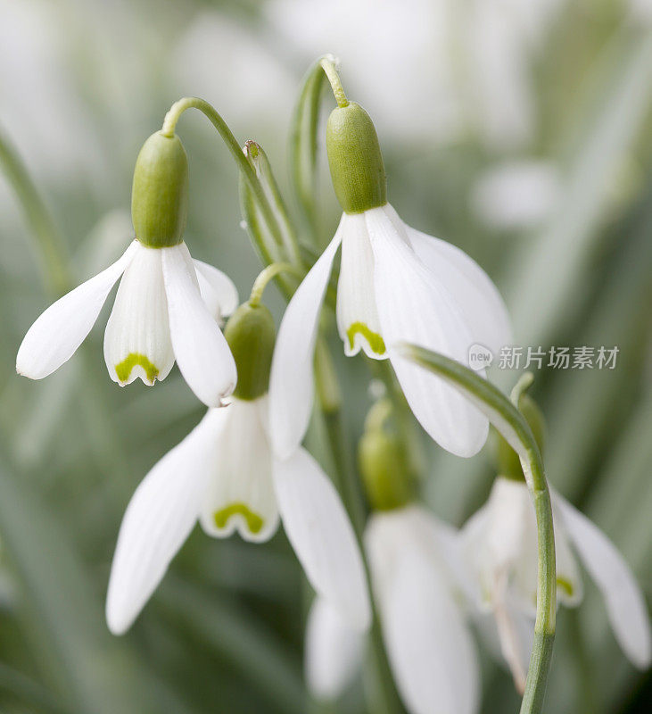 雪花莲(雪花)