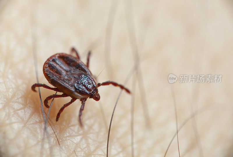 欧洲的狗蜱虫