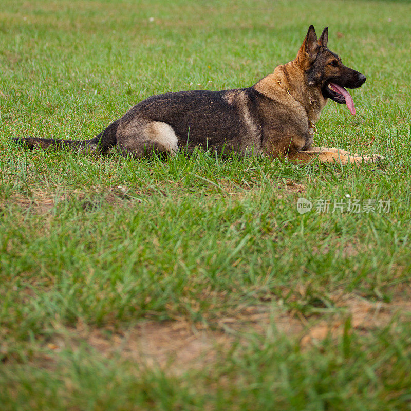 一条德国牧羊犬躺在草地上