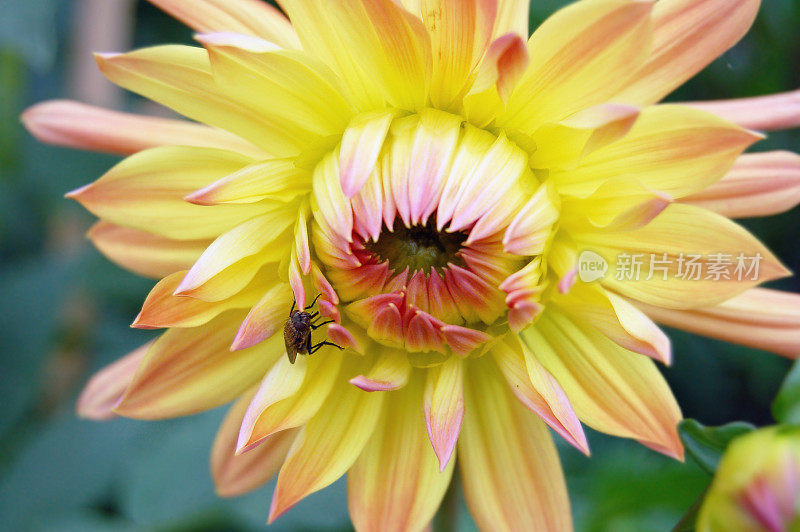 黄色的大丽花花坛上有一只家蝇