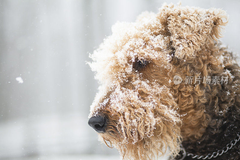 airdale梗狗在雪下