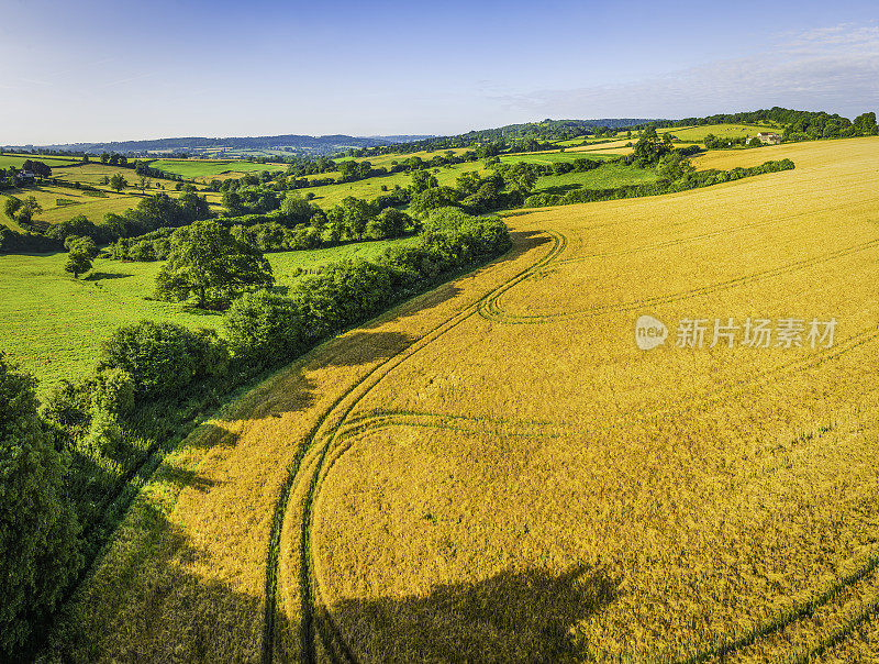 金色的小麦在田园诗般的夏日乡村中成熟，乡村鸟瞰图