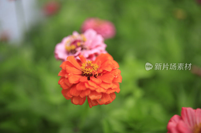 Zinnia花