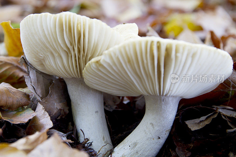 鲁苏拉蘑菇（罗赫罗莱卡）