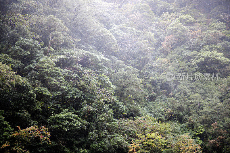 树木覆盖，薄雾山坡，台湾