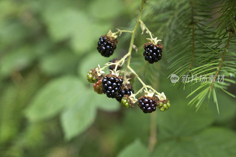 野生的黑莓，覆盆子，藤成熟的未成熟的绿色俄勒冈西部