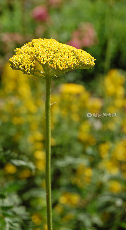 阿基雷亚·菲利彭杜利纳（芬利夫·雅罗）