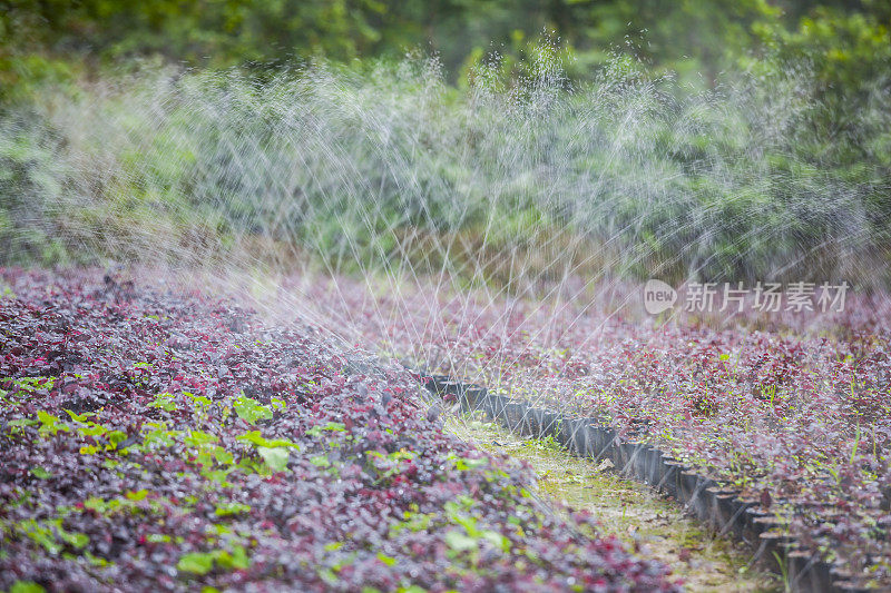 用喷水器浇灌草地