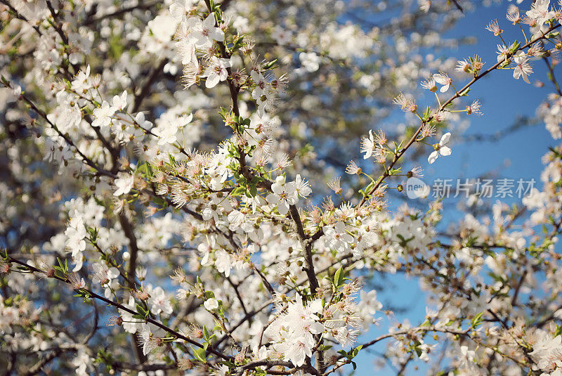 从白花中仰望天空。