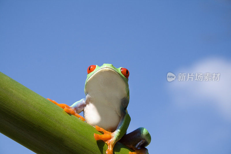 在竹茎上的青蛙