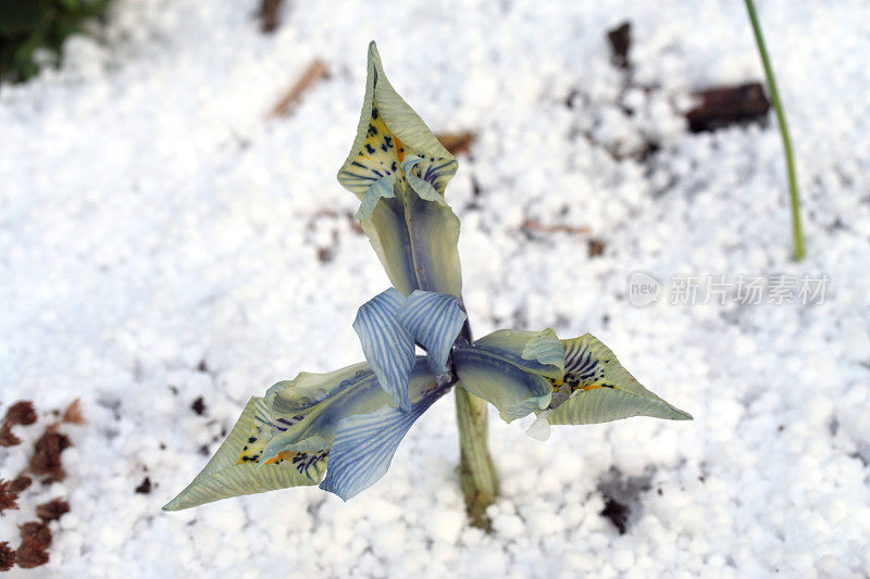 虹膜在雪