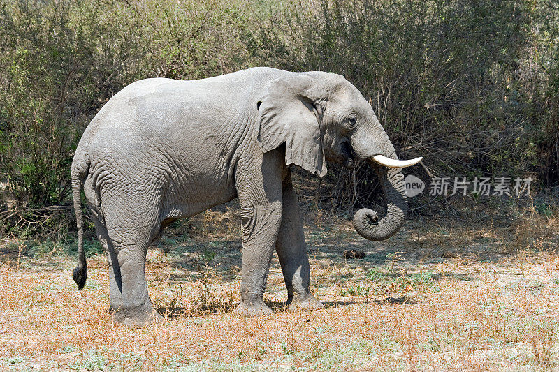 赞比亚的非洲象。