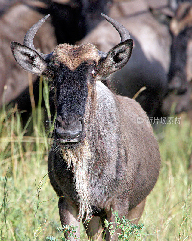 野生眼Wildebeeste