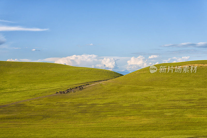 绿色的山坡和远处的牛的全景