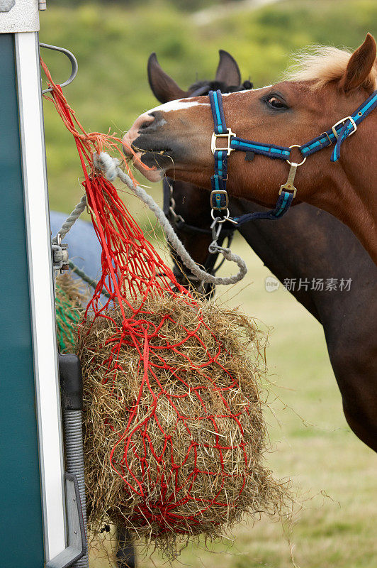 棕色的马正在吃网里的干草