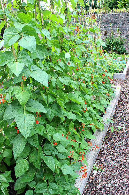 菜园配以苗床，红花豆