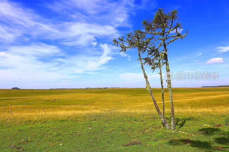 孤独的南洋杉松树潘帕，巴西南部乡村